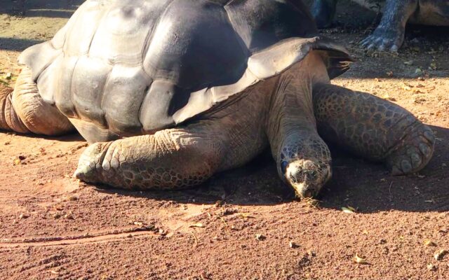 Riesenschildkröte "Poldi" ist nicht mehr.