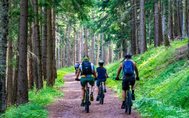Wald E-Bike