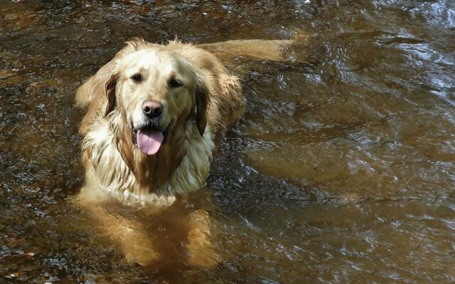 Hundebad