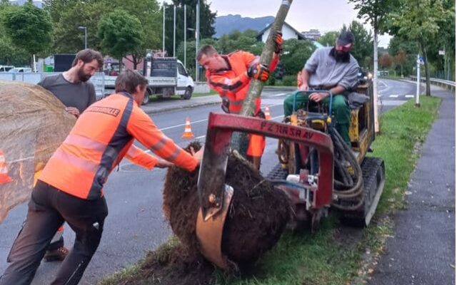 Sechs Laub­bäu­me in Vil­lach pro­fes­sio­nell über­sie­delt