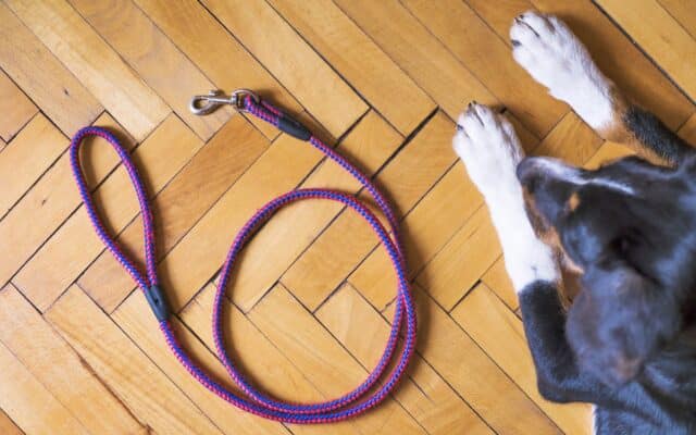Tät­lich­kei­ten, weil Hund nicht ange­leint war