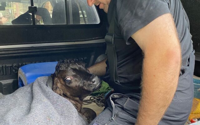 Feu­er­wehr ret­te­te Kalb aus der Lie­ser