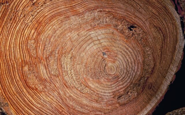 Techels­berg: Mann von Baum­stamm über­rollt!