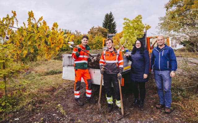 Abtei­lung „Stadt­grün“ ret­tet alte Bäu­me