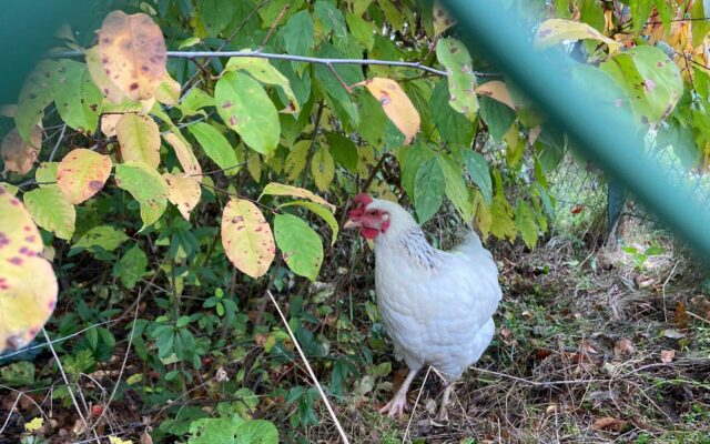 Zehn Hüh­ner in Emmers­dorf aus­ge­setzt!