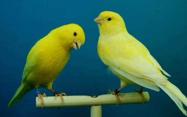 Vögel von Bal­kon in Kla­gen­furt gestoh­len