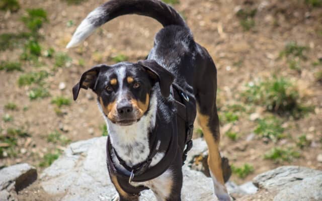 Straßenhund Enzo hofft auf eine lebenswerte Zukunft