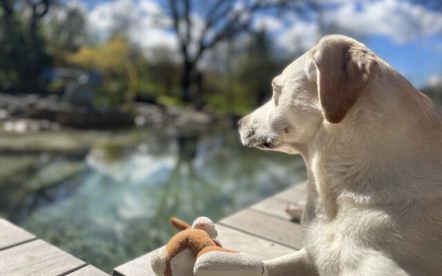 Urlaub mit Hund: die bes­ten Hotels