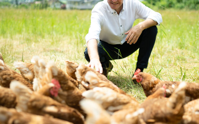 Kärn­tens Eier­bau­ern machen Pro­duk­ti­ons­kos­ten zu schaf­fen