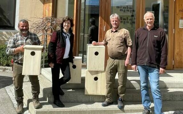 Dohlen fanden in Kirchturm neue Heimat