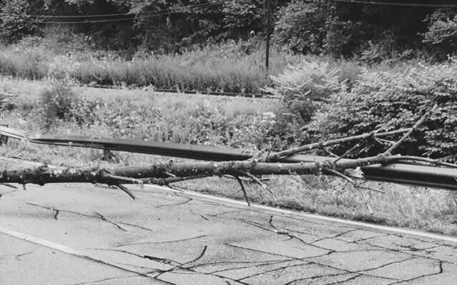 Hermagor: PKW-Lenkerin von umfallenden Baum getroffen