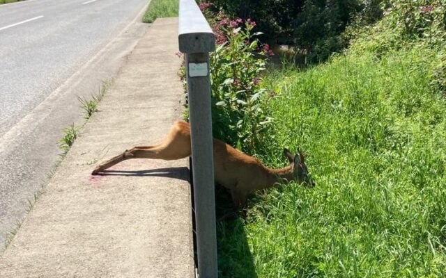 Tierrettung: Rehbock verfing sich im Geländer