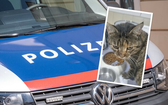 Tier­quä­ler schoss auf Kat­ze: Poli­zei bit­tet um Hin­wei­se