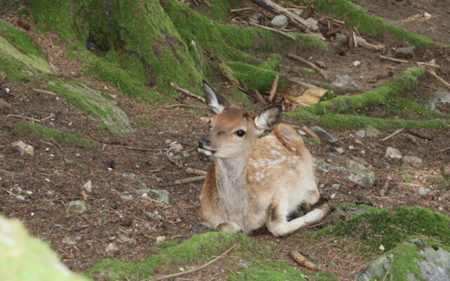 Besuch im Tier­park Feld am See