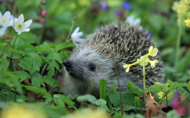 Ver­lei­hung der ers­ten Natur-im-Gar­ten-Aus­zeich­nun­gen