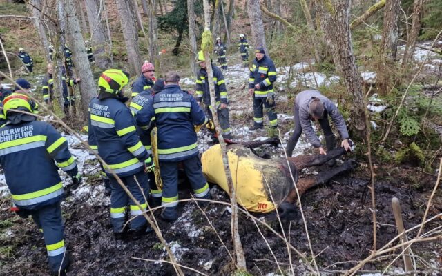 Stecken geblieben: Pferd aus Morast geborgen