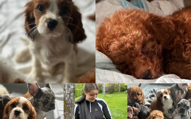 34 Hundewelpen bei Grenzkontrolle gefunden