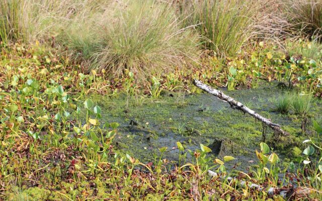 Faak am See: Vil­la­cher (68) blieb in Sumpf ste­cken
