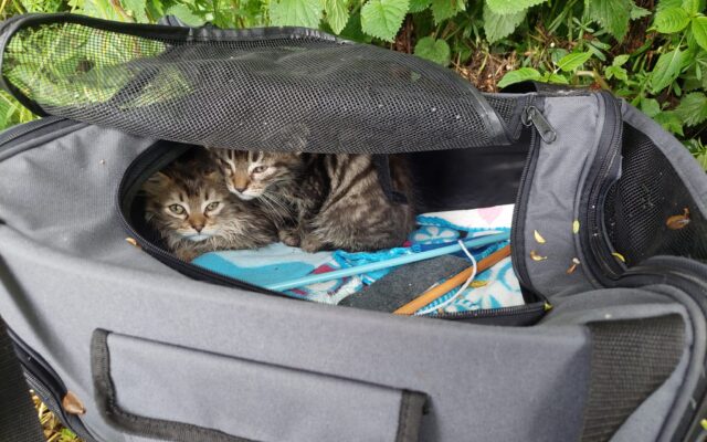 Drei Monate alt: Katzen im Regen ausgestzt