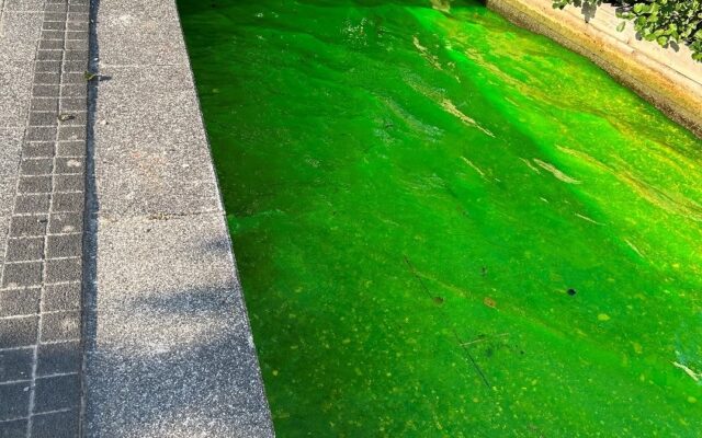 Der Wörthersee ist plötzlich grün