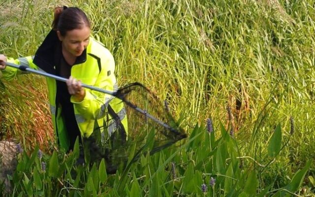 Neu­es Para­dies für Wild­bie­nen in Vil­lach
