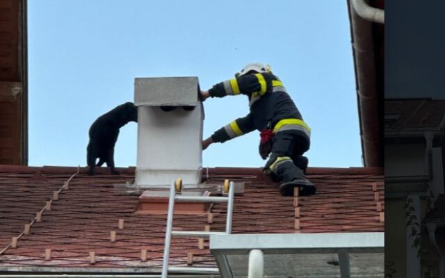 Ver­irr­ten Vier­bei­ner vom Dach geholt