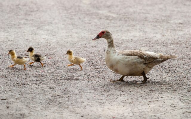 Enten überquerten Straße: Mehrere Autos beschädigt