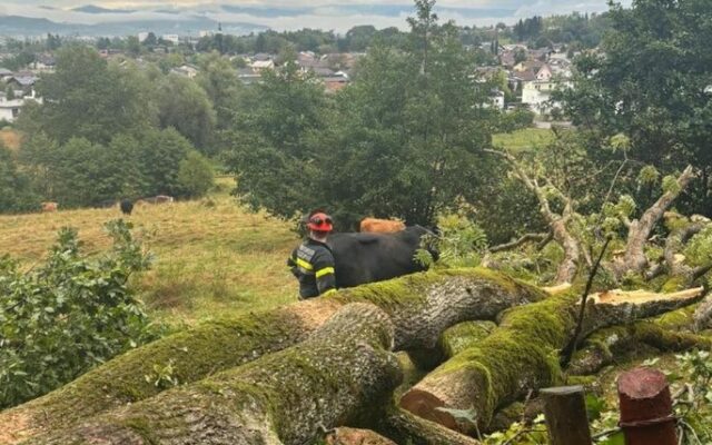 Baum­sturz in Kla­gen­furt endet glimpf­lich