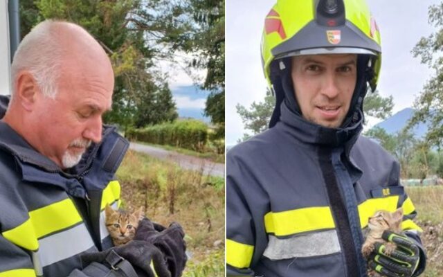 Klei­nes Kätz­chen aus Schacht befreit