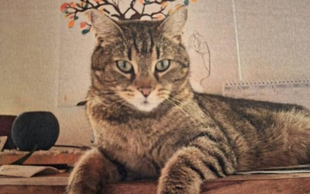 Kater “Schur­li” ist wie­der da!