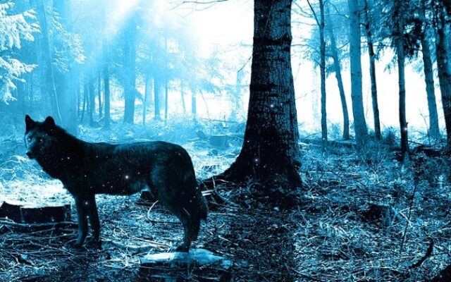 Wolf im Bezirk Spit­tal erlegt