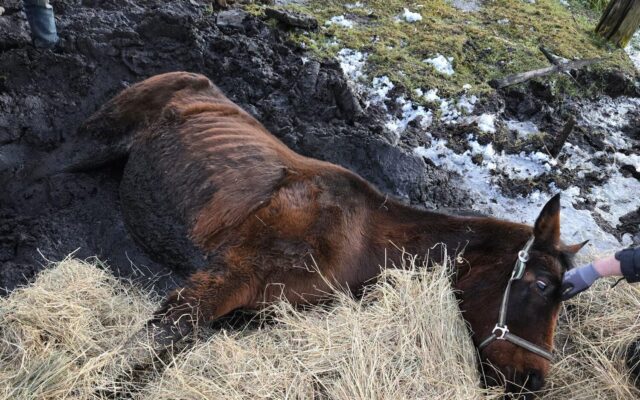 Pferd aus schlammigen Morast gerettet