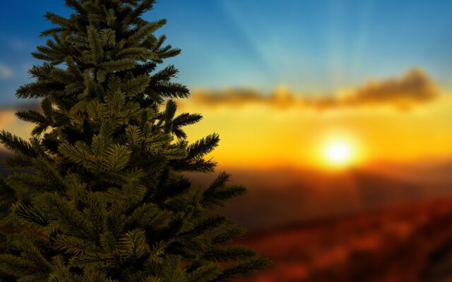 Gemein­schaft Tai­n­ach sam­mel­te Christ­bäu­me
