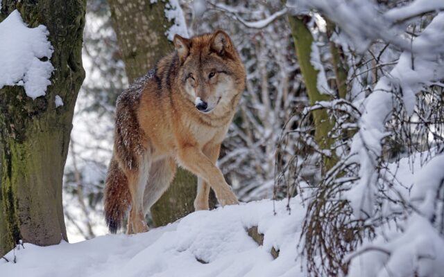 Wei­te­rer Wolf in Kärn­ten erlegt