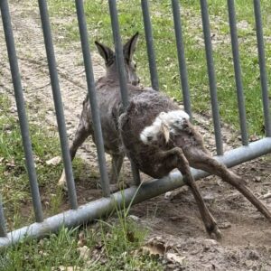 St. Veiter Florianis retteten Reh aus Zaun