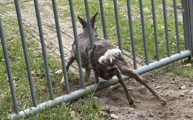 St. Veiter Florianis retteten Reh aus Zaun
