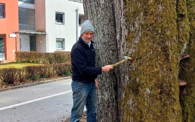 Villachs ältester Baum zählt 300 Jahre