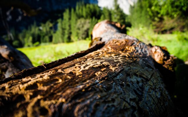 Holz­ar­bei­ten am Spi­tal­berg
