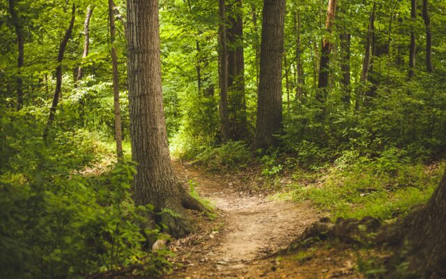 Ent­war­nung für Wald­ge­bie­te