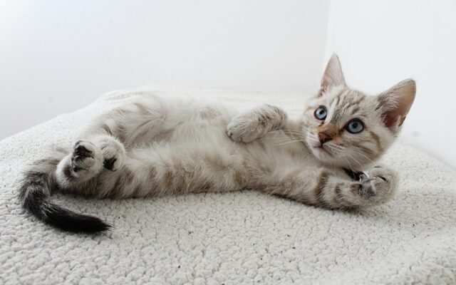 Baby­kat­ze mit Rauch gequält