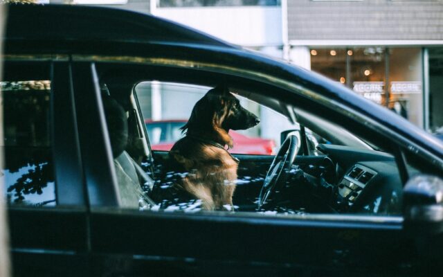 Hund aus über­hitz­tem Auto befreit