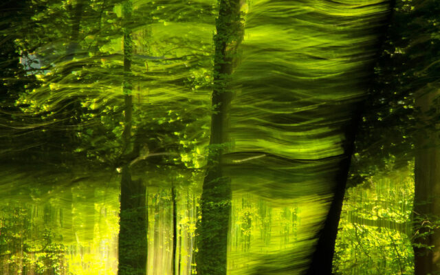 Peter Gie­sen zeigt Wald­bil­der