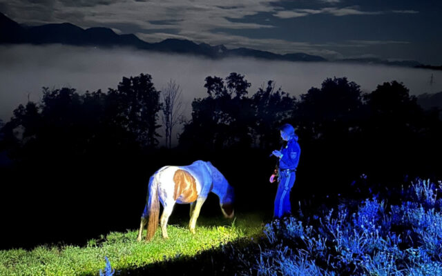 Pferd büxt bei Voll­mond aus