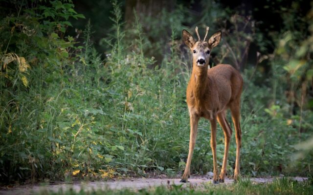 Wild­un­fäl­le im Herbst ver­mei­den