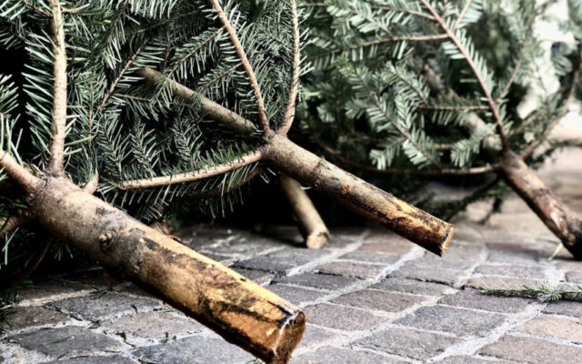 Christ­bäu­me wer­den gra­tis abge­holt