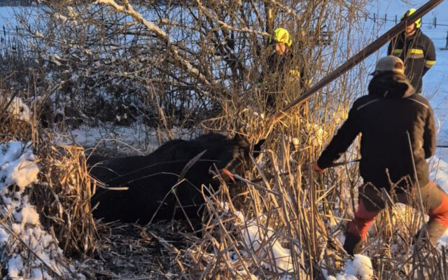 Pferd aus Teich geret­tet