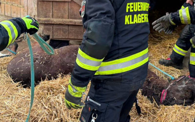 Tier­ret­tung im Pfer­de­stall