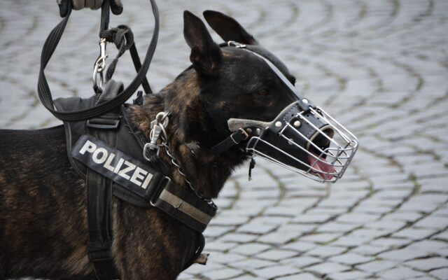 Poli­zei­hund stoppt Ein­bre­cher