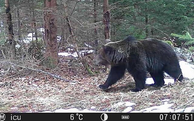 Bär auf der Luschaalm gesich­tet