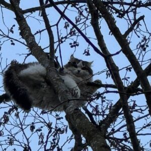 Katze nach zwei Tagen aus Baum gerettet!